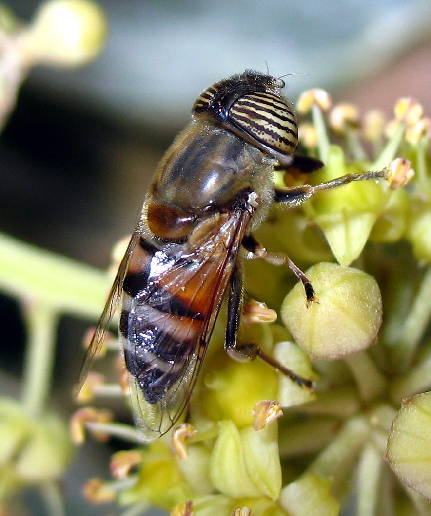 Eristalinus taeniops femmina